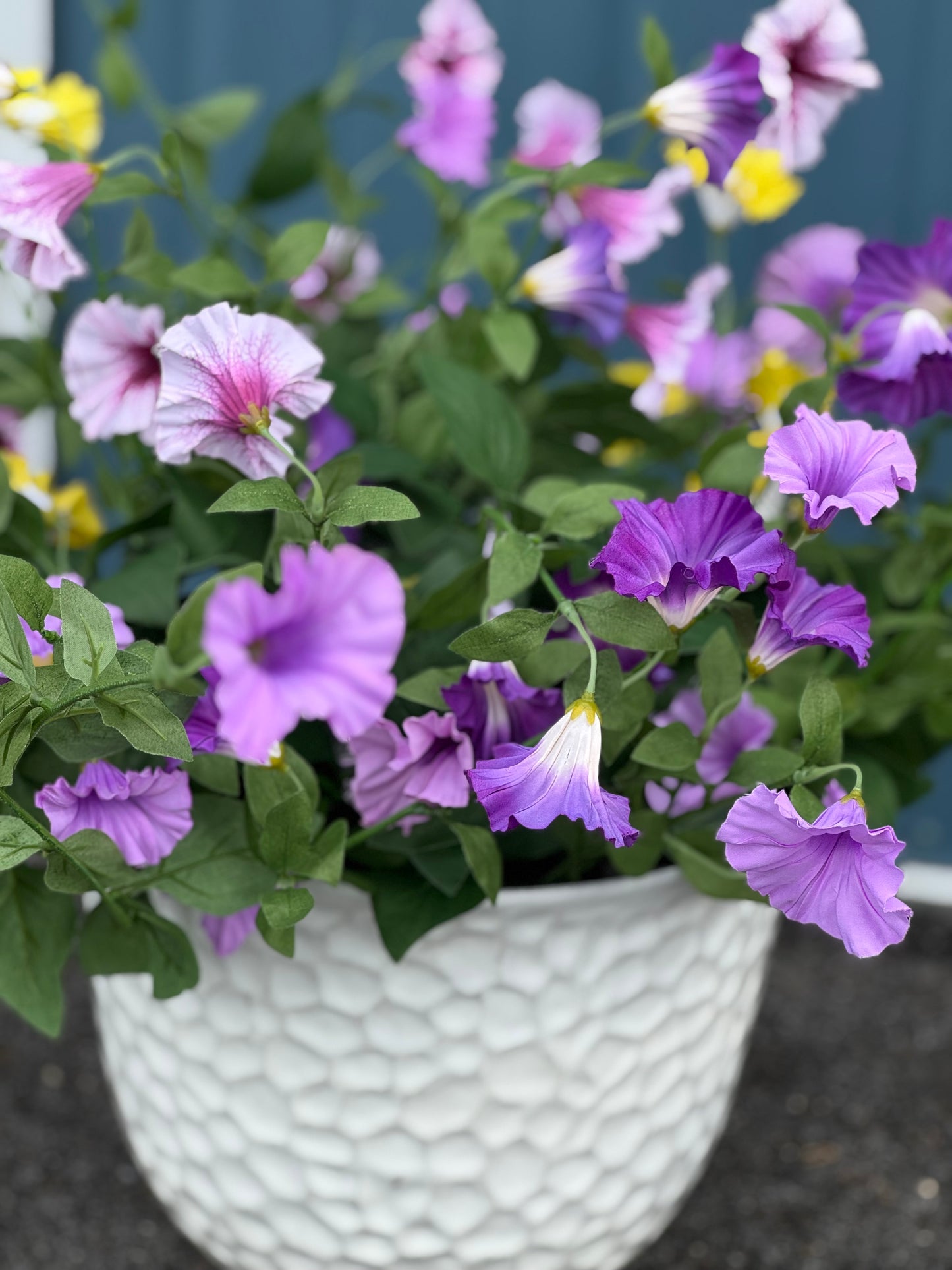Urn filler Petunia- purple petunia urn filler
