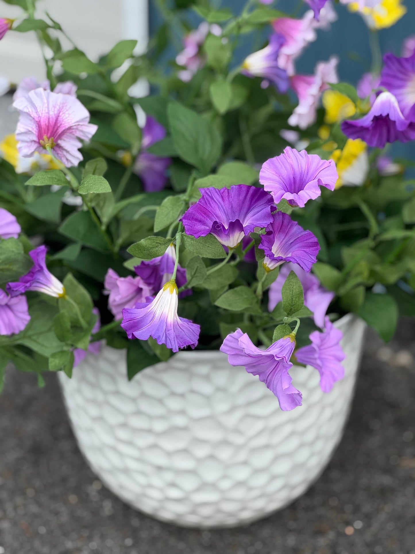 Urn filler Petunia- purple petunia urn filler