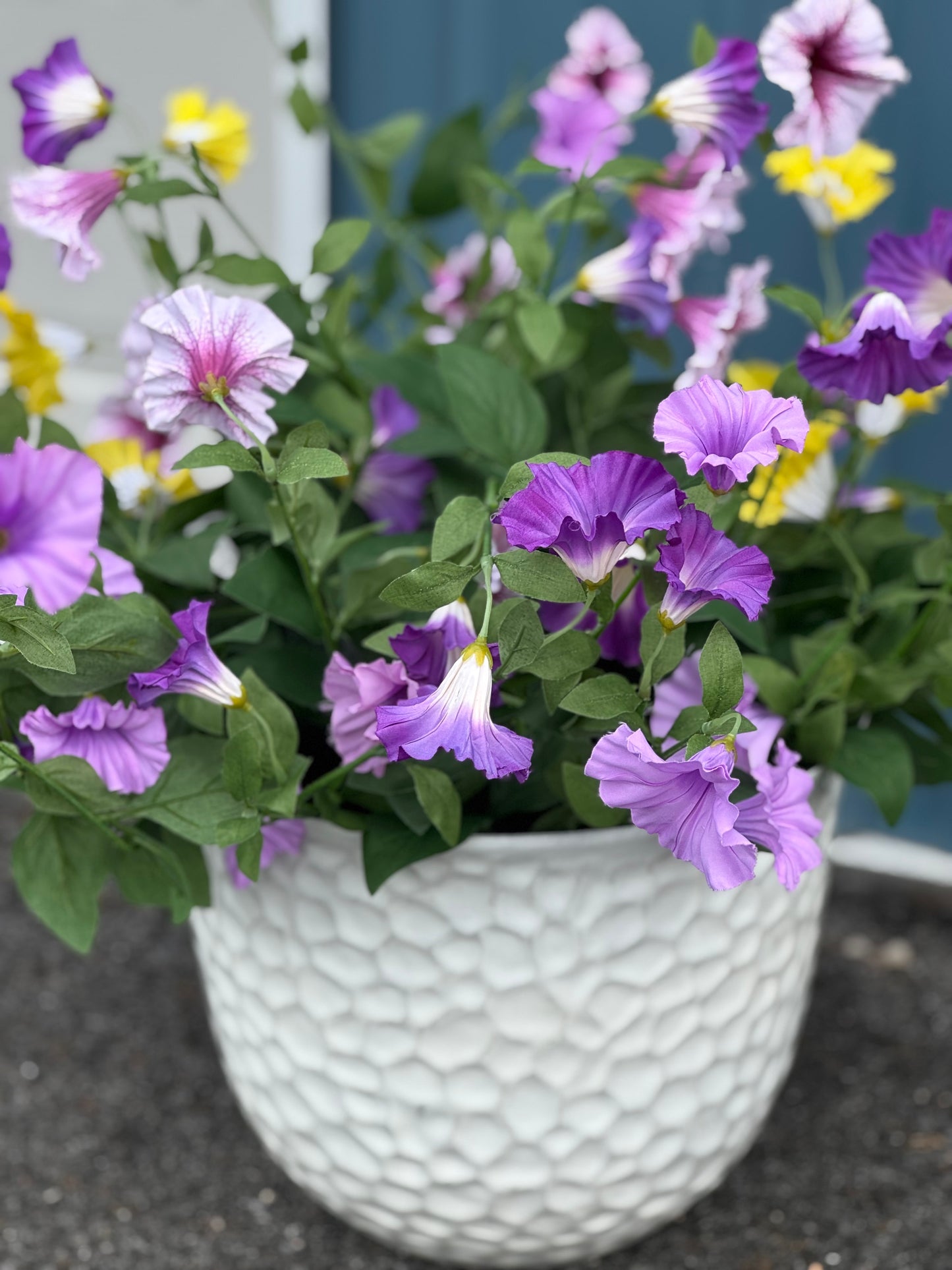 Urn filler Petunia- purple petunia urn filler